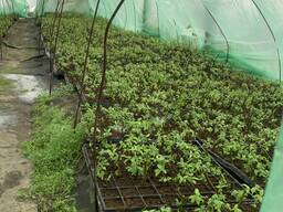 Саженцы Голубики