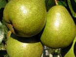 Саженцы Груши Летние - фото 1