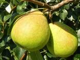 Саженцы Груши Летние - фото 2
