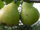 Саженцы Груши Осенние - фото 2