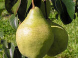 Саженцы Груши Осенние - фото 3