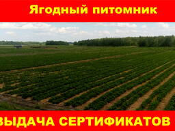 Саженцы клубники