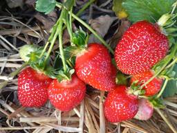 Саженцы клубники Азия