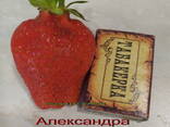 Саженцы клубники сорт Брила - купить в Беларуси - фото 2
