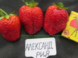 Саженцы клубники -50 сортов -в  и Московскую с питомника - фото 1