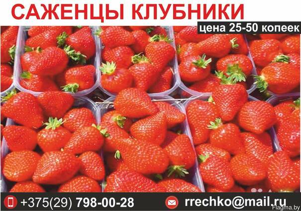 Саженцы клубники. Выгодные цены.