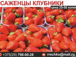 Саженцы клубники. Выгодные цены.