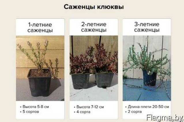 Саженцы клюквы из собственного питомника оптом с доставкой п