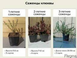 Саженцы клюквы из собственного питомника оптом с доставкой п