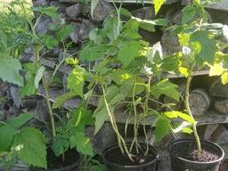 Саженцы малины