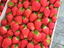 Саженцы ранней клубники Брилла