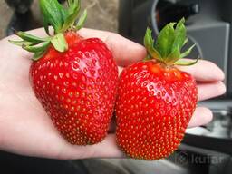 Саженцы ранней клубники Квикки