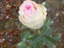 Саженцы роз