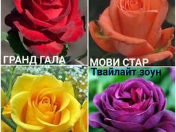 Саженцы роз