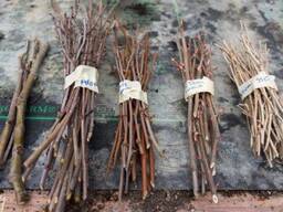 Саженцы смородины