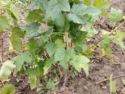 Саженцы смородины