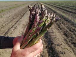 Саженцы спаржи