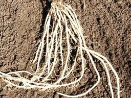 Саженцы спаржи