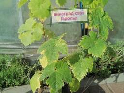 Саженцы винограда Гарольд