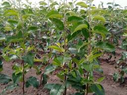 Саженцы черешни