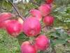 Саженцы яблони Сябрына - фото 1