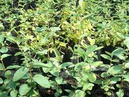 Саженцы жимолости