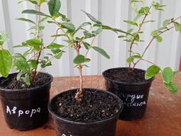 Саженцы жимолости