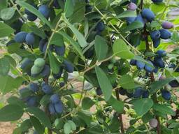 Саженцы Жимолости хаскап японский