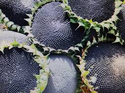 Семечки подсолнечника