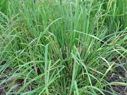 Семена Ежи сборной «Револин РС-1» - высокоурожайный тетраплоид!