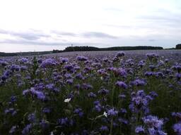 Семена фацелии