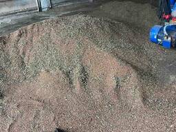 Семена фацелии медуница