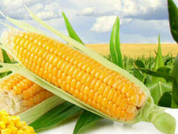 Семена гибридов кукурузы Краснодарский 194 МВ
