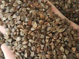 Семена гречихи. Альфа. РС-1 от производителя.