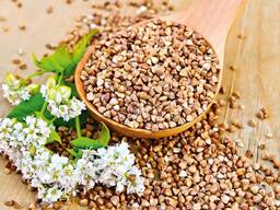 Семена гречихи