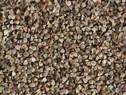 Семена гречихи