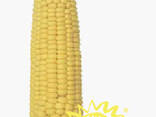 Семена кукурузы - фото 2