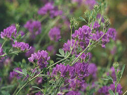 Семена люцерны