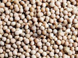 Семена люпина узколистного