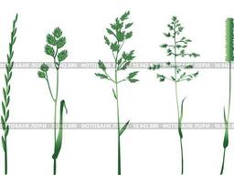 Семена многолетних трав