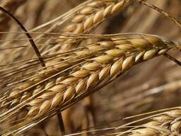 Семена озимого ячменя . Элита, 1 репродукция