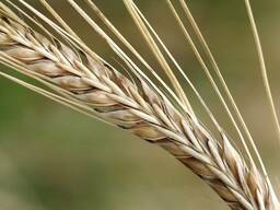 Семена озимого ячменя, сорт Изоцел