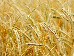 Пшеница продовольственная класс 3