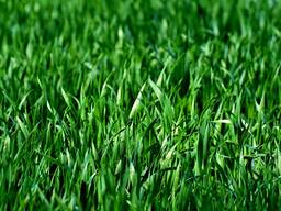 Семена Полевицы тонкой ХАЙЛЕНД РС-1 США