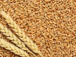 Семена пшеницы озимой СКАГЕН (Элита)