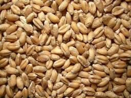 Продам семена пшеницы яровой