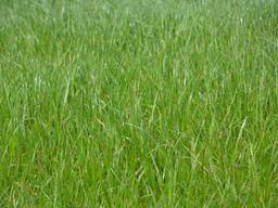 Семена Райграса Многолетнего ТЕМПРАНО РС-1 Германия