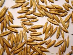 Семена ржи озимой ПАВЛИНКА (СуперЭлита/Элита) РБ Протравлены