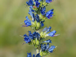 Семена синяка