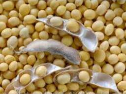 Семена cои, сорт Припять, Оресса, Добрынь, репродукции РС-1, элита, с/элита, Р-2